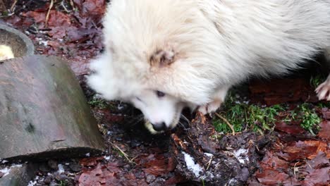 Albino-Raccoon-dog-eats-a-chick