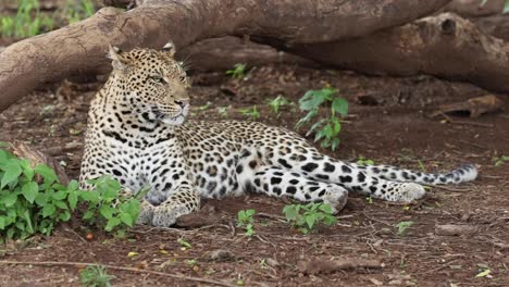 Hembra-De-Leopardo-Tumbada-En-El-Suelo-Mirando-Por-Encima-Del-Hombro,-Botswana