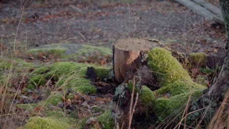 Single-tree-stump-with-fallen-bark-surrounded-by-foliage-and-green-mos