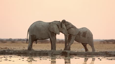 Zwei-Junge-Elefantenbullen-Kämpfen-In-Der-Dämmerung-Neben-Einem-Wasserloch