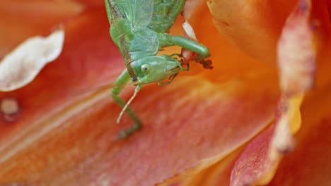 A-close-up-macro-shot-of-a-green-great-grasshopper-head-munching-an-orange-blossoming-flower