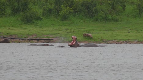 Massive-Multiple-Consecutive-Hippopotamus-Yawns-In-Water,-Slow-Motion,-Wide-Shot