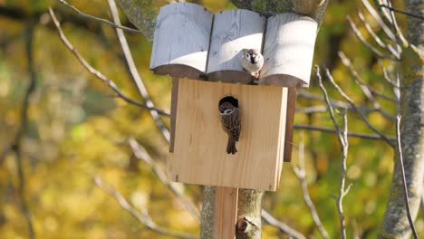 Tree-sparrow-couple-check-nest-box