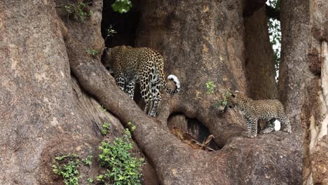 Tiny-Leopard-Cub-Follows-Mother-Higher-Into-Tree,-Mashatu,-Botswana