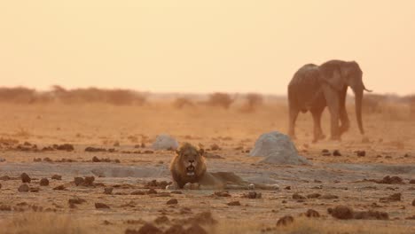 Elephant-Walking-Behind-Lion-at-Sunset-in-Botswana