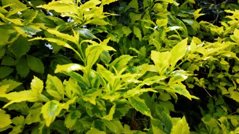 close-up-view-of-vibrant-green-and-yellow-leaves-of-ornamental-shrub