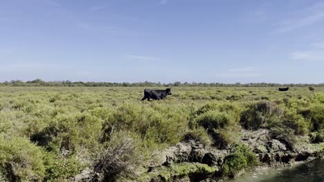 Black-ox-runs-through-a-grassland-along-a-river-in-good-weather-in-France