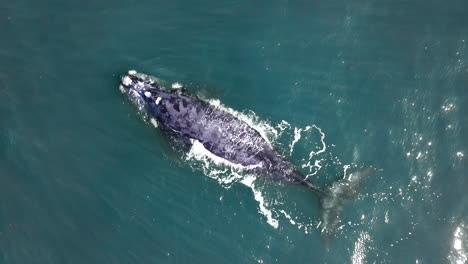 Diagonal-aerial-view-of-brindle-Southern-Right-whale-logging-and-spouting