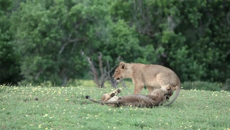 Kleines-Löwenbaby-Spielt-Mit-Seinen-Beiden-älteren-Geschwistern-In-Botswana