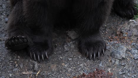 Closeup-of-a-Brown-bear-and-his-paws,-Alaska