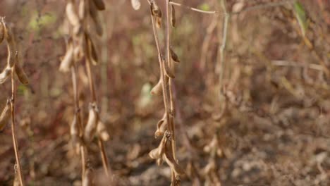 Reife-Bio-Sojabohnenpflanzen-Auf-Dem-Feld,-Bereit-Zur-Ernte