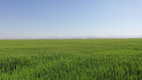 Vista-Superior-De-Las-Plantas-De-Trigo-En-Las-Granjas-De-Trigo-De-Sharjah-En-El-Emirato-árabe-Unido