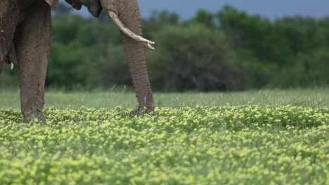 Nahaufnahme-Einer-Elefantenherde,-Die-Sich-In-Botswana-Von-Gelben-Blumen-Ernährt