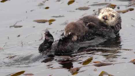 Sea-Otter-Mom-And-Baby