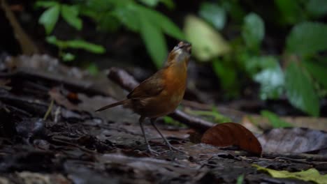 a-Javan-black-capped-babbler-bird-is-scavenging-for-food-in-the-wet-leaves-on-the-wet-ground