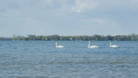 Close-up-of-three-swans-swimming-on-a-stunning-blue-lake-together