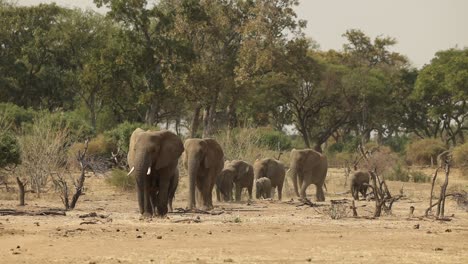 Wide-Shot-of-Elephant-Herd-Walking-Towards-Camera-in-Mapungubwe