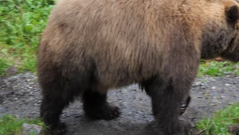 Closeup-of-a-Brown-bear-walking,-Alaska