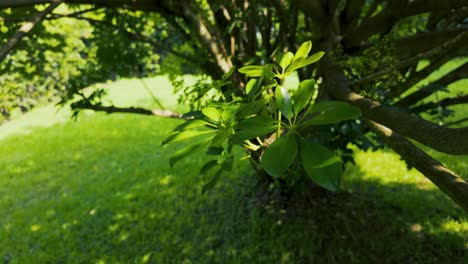 Sunlit-Greenery-A-Close-Up-View-of-Lush-Leaves-Under-the-Gentle-Sun