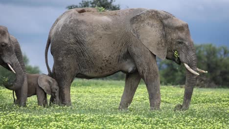 Elefantenmutter-Mit-Kleinem-Baby,-Das-Gelbe-Blumen-In-Botswana-Isst