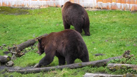 Two-Brown-bears-walking,-Alaska