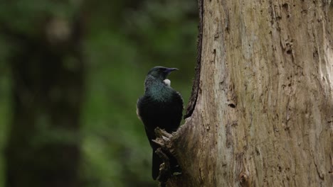Einheimischer-Tui-Vogel-Aus-Neuseeland