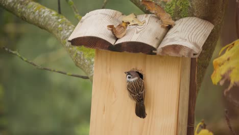 Tree-sparrow-check-nest-box-and-fly-away