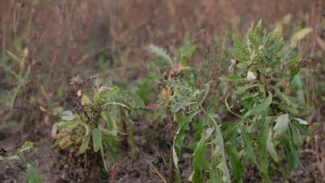 Cirsium-weeds-growing-on-organic-farm-field