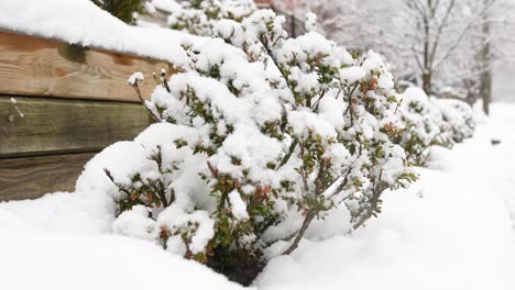 Slow-motion-close-up-of-a-shrub-covered-in-snow-with-snow-falling-in-the-background