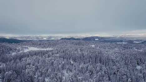 Flight-Over-Snowy-Coniferous-Forest-In-Winter---Drone-Shot