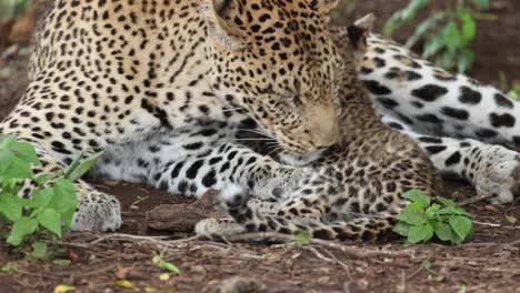 Close-Up-of-Mother-Leopard-Licking-Her-Cub,-Mashatu,-Botswana