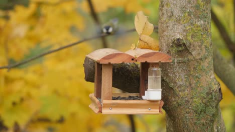 Great-tits-waiting-for-nuthatch-to-leave-feeder