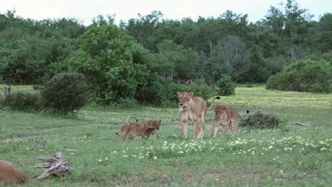 Cachorro-De-León-Corriendo-Salta-Sobre-Su-Madre-En-Mashatu,-Botswana