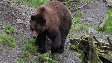 Male-Brown-bear-walking-slowly,-Alaska