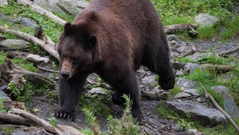 Großer-Männlicher-Braunbär,-Der-Langsam-Geht,-Alaska