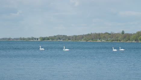 Slow-motion-shot-of-swans-swimming-on-a-beautiful-blue-lake-in-search-of-food-on-a-sunny-day