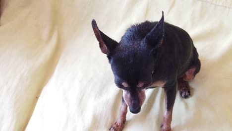 Close-up-Cute-Old-Black-Brown-mini-Pinscher-Dog-sit-calmly-at-Sofa-Slow-motion
