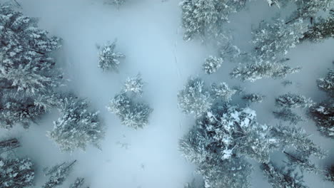 Aerial-birdseye-flying-over-forest-in-Lapland-winter,-animal-footprints-in-snow