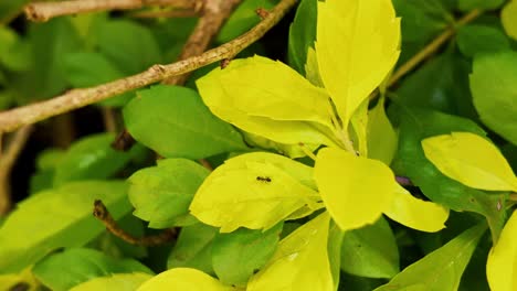 Close-up-of-bright-green-leaves-with-Ant-on-it-and-water-droplets