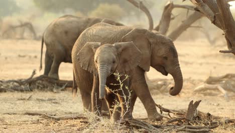 Cría-De-Elefante-Sacudiendo-La-Cabeza-Y-Levantando-La-Trompa-En-Sudáfrica