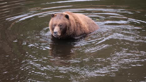 Brown-bear-in-the-waters-of-a-pond,-Alaska