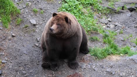 Big-Brown-bear-in-Sitka,-Alaska,-sitting