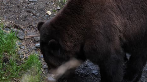 Closeup-of-a-Brown-bear-in-Sitka,-Alaska