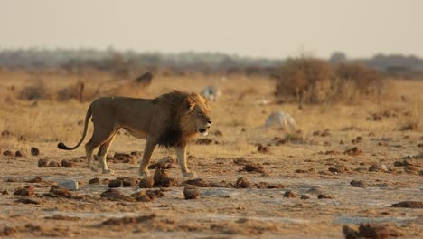 Gran-León-Macho-Caminando-Bajo-Una-Luz-Dorada-En-Nxai-Pans,-Botswana