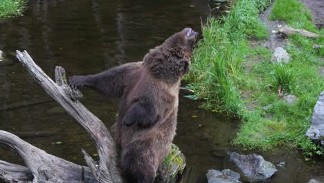 Brown-bear-sitting-on-a-tree-trunk-and-being-funny,-Alaska
