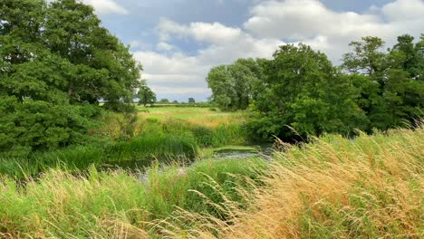 Beautiful-river-with-green-fields,-tall-grass-and-forest-trees-in-Chippenham-England,-windy-weather,-4K-shot
