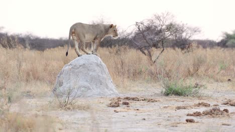Young-Male-Lion-Jumping-Off-Termite-Mound-then-Lying-Down,-Botswana