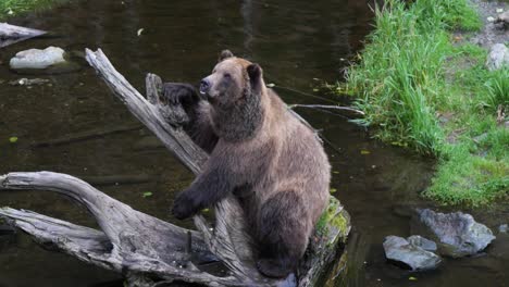 Brown-bear-sitting-on-a-dead-tree-trunk-in-a-pond