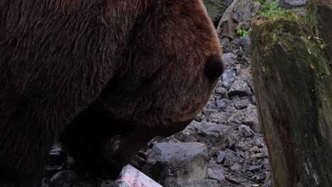 Brown-bear-checking-a-piece-of-plastic,-Alaska