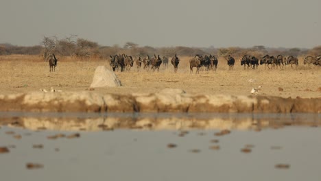 Wide-Shot-of-Big-Herd-of-Blue-Wildebeest-Walking-to-Waterhole,-Nxai-Pan